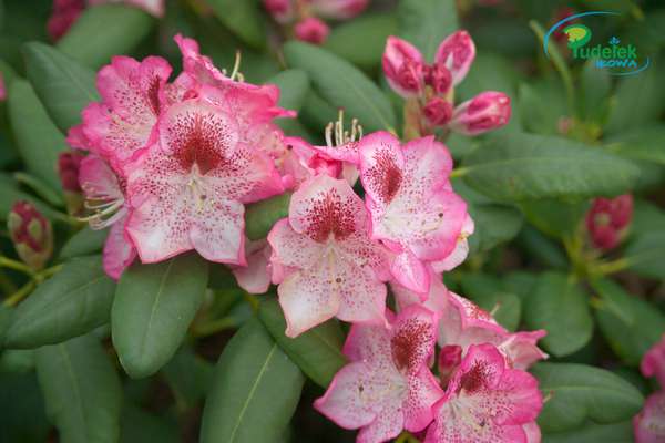 Rhododendron Prognant
